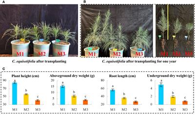 Metagenomics-based exploration of key soil microorganisms contributing to continuously planted Casuarina equisetifolia growth inhibition and their interactions with soil nutrient transformation